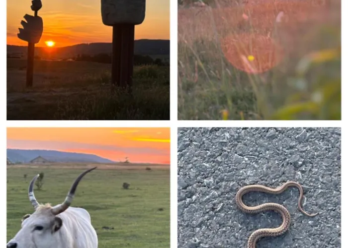 Living Past * Kovagoors